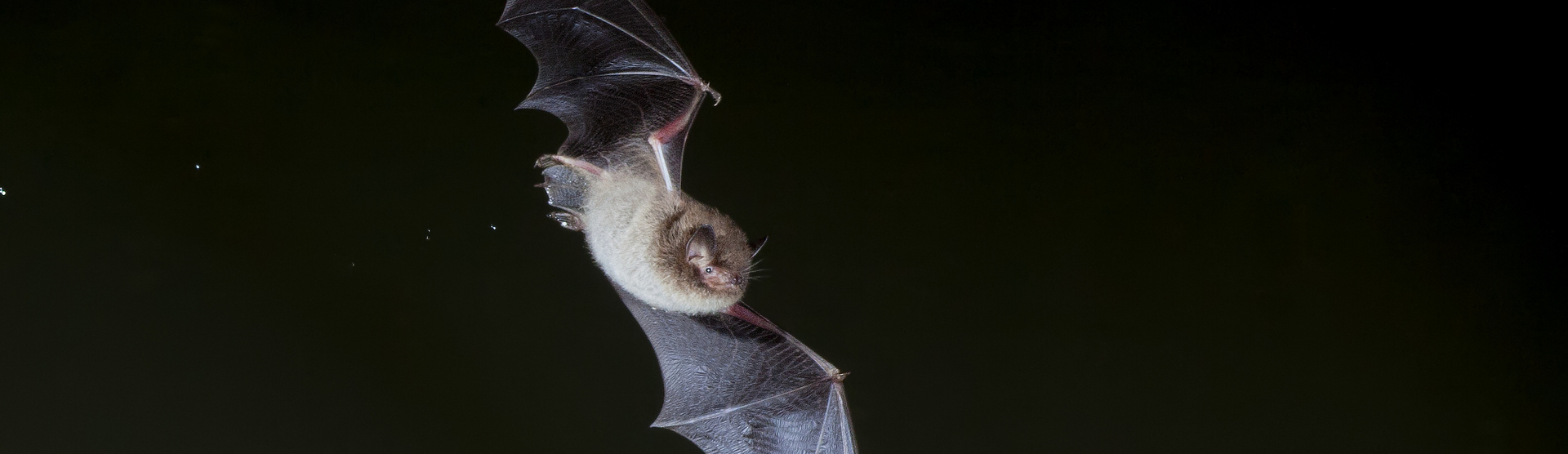 Batty about Bats Halloween Trail 2022
